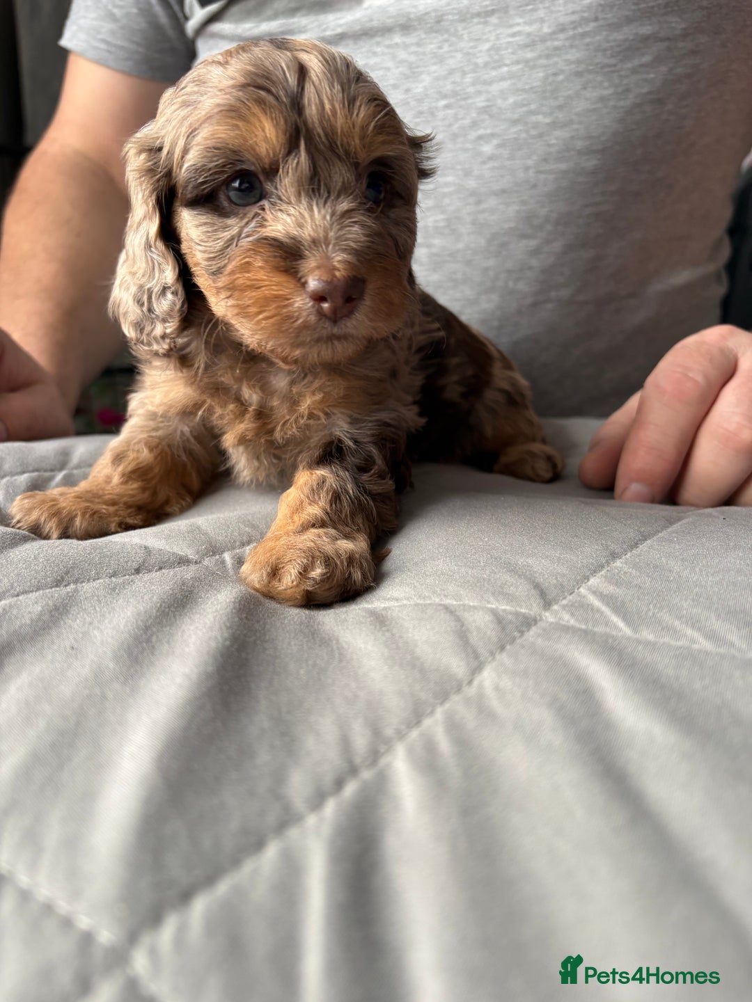Mixed Breed dogs for sale: Dachshund x King Charles spaniel puppies for sale  - Advert 10
