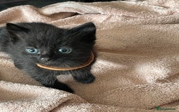 British Shorthair cats for sale: Litter of 5 lovely kittens  - Image 19
