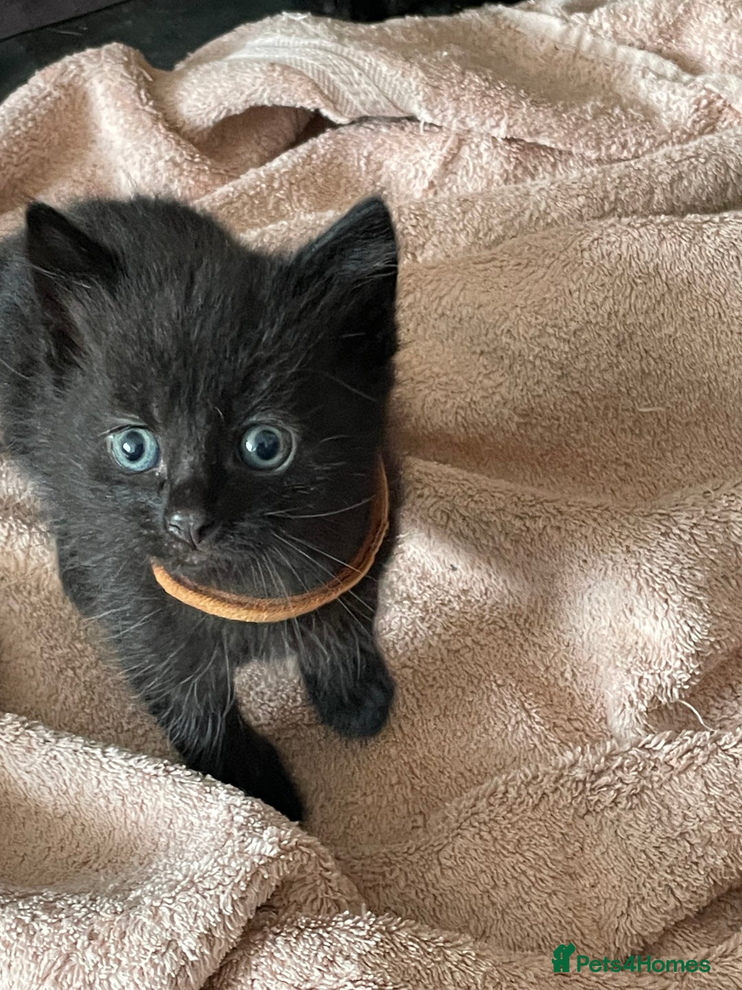 British Shorthair cats for sale: Litter of 5 lovely kittens  - Image 19