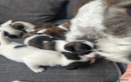 Jack Russell dogs for sale: Beautiful jack russle puppies - Image 12