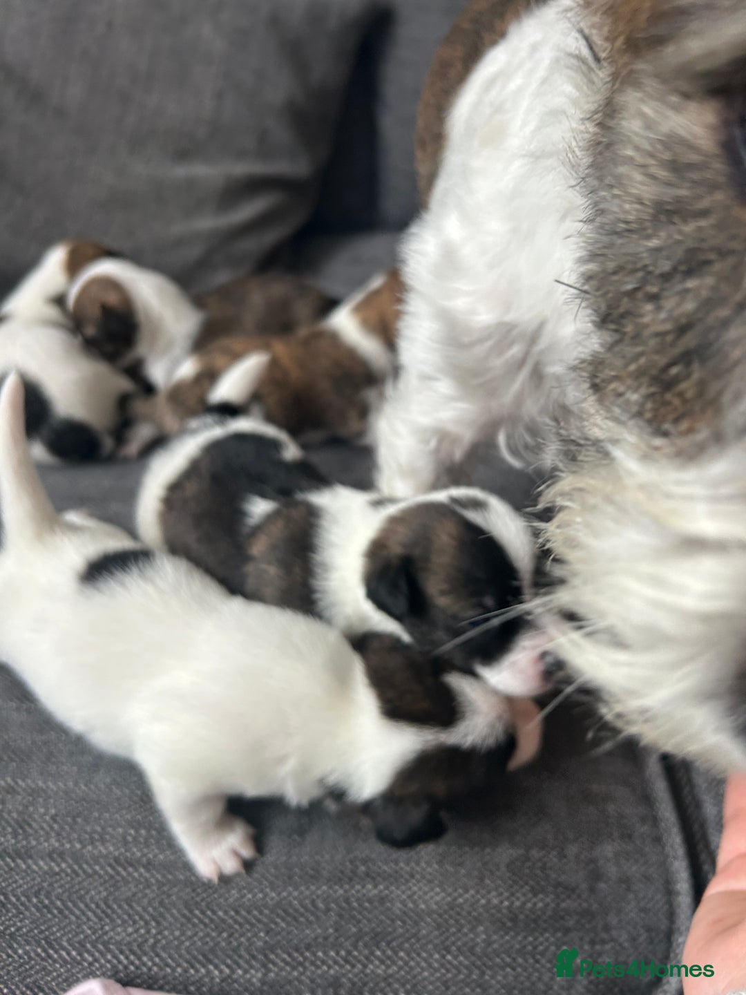 Jack Russell dogs for sale: Beautiful jack russle puppies - Image 12