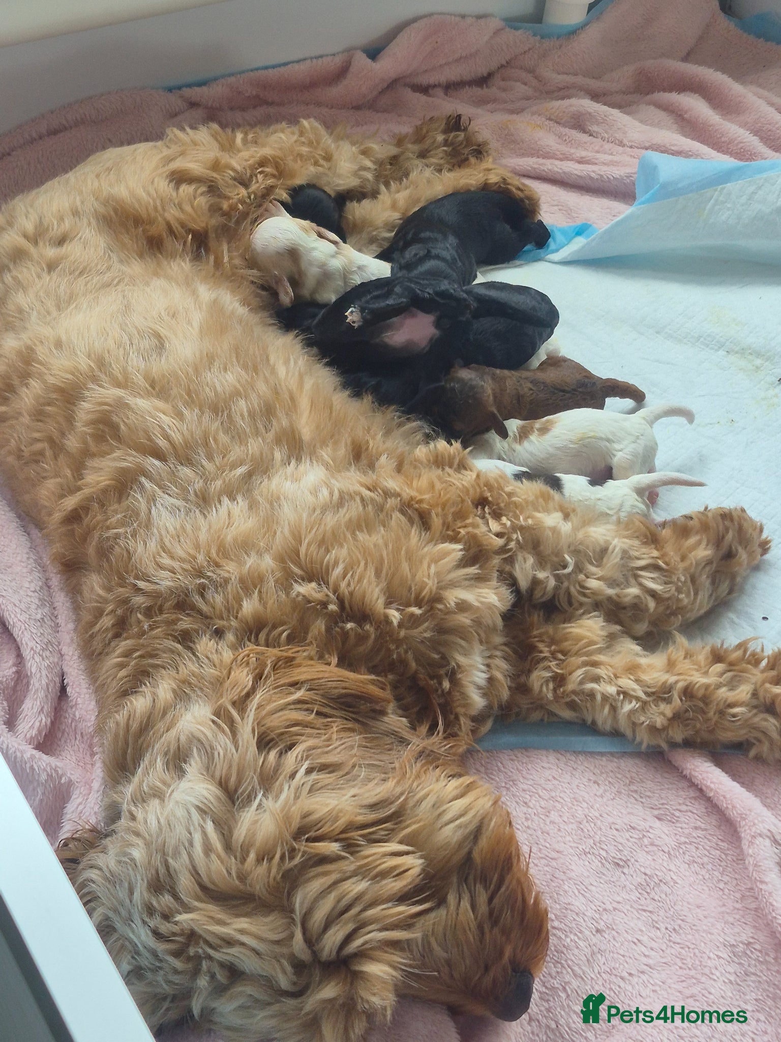 Cockapoo dogs Beautiful litter of 9 cockapoos - Advert 3