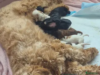 Cockapoo dogs Beautiful litter of 9 cockapoos - Advert 3