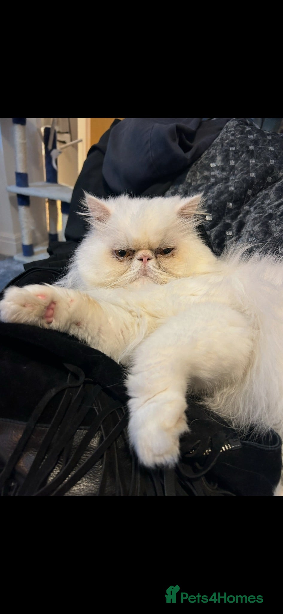 Persian cats Peaky Persian male available  - Advert 3