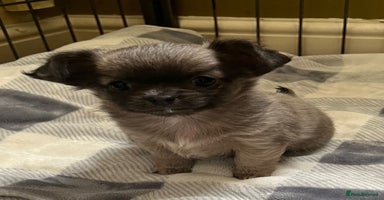 Chihuahua dogs - Advert 4