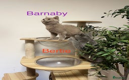 British Shorthair cats for sale: GCCC Registered British Shorthair Boys - Image 1