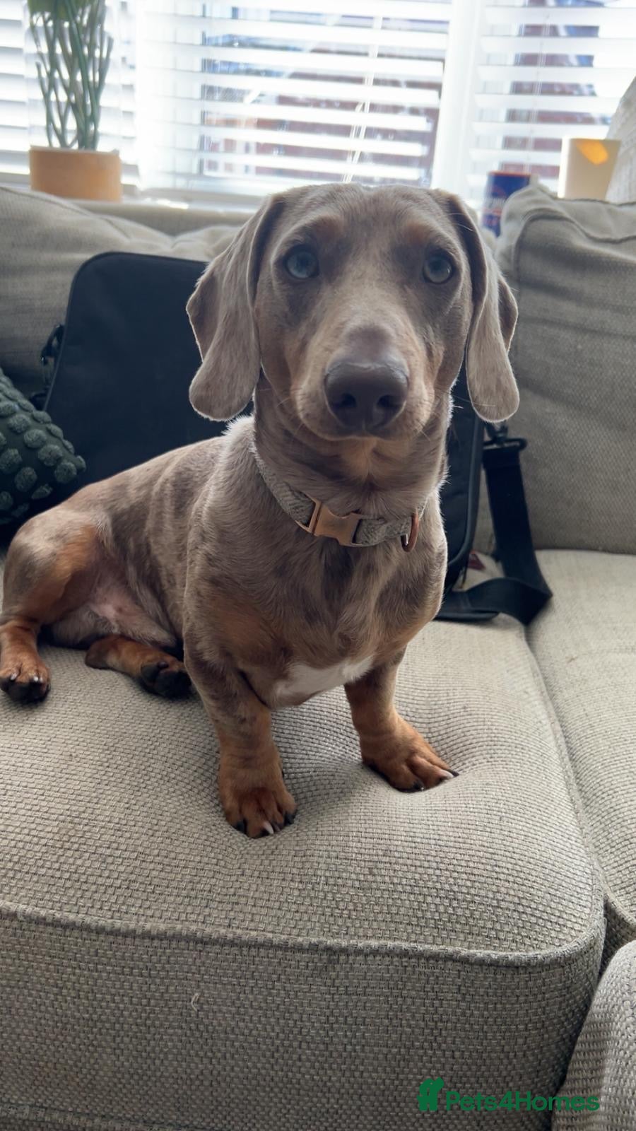Miniature Dachshund dogs Male Stud Miniature Dachshund  - Advert 1