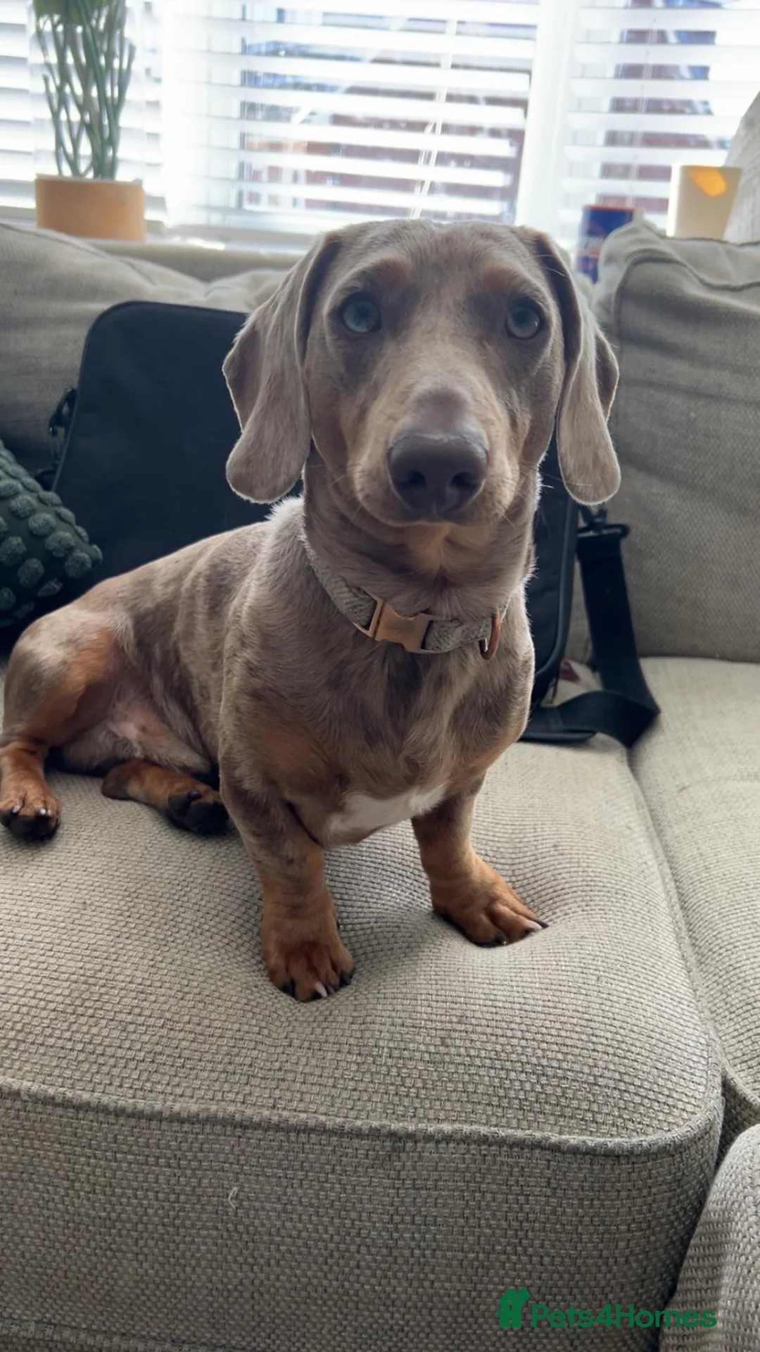 Miniature Dachshund dogs for stud: Male Stud Miniature Dachshund  in Burnley - Advert 1