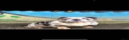 English Bulldog dogs for sale: English bulldogs fluffy carriers - Advert 6