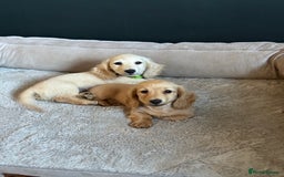 Miniature Dachshund dogs for sale: 🐾KC CREAM Long haired miniature dachshund  - Image 1