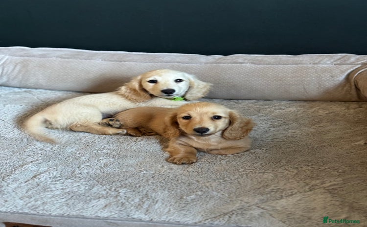 Miniature Dachshund dogs - Advert 13