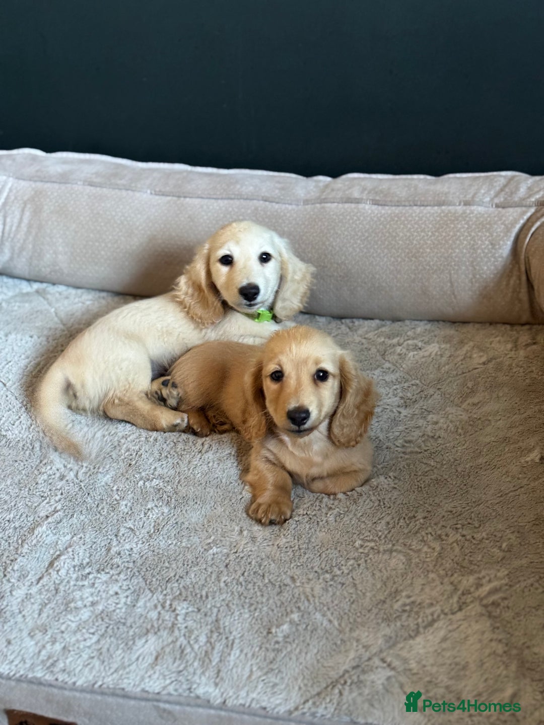 Miniature Dachshund dogs for sale: 🐾KC CREAM Long haired miniature dachshund  - Image 1