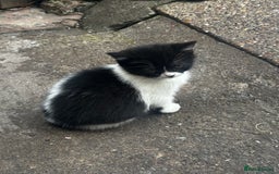 Mixed Breed cats for sale: 3 female kittens ready to go  - Image 6