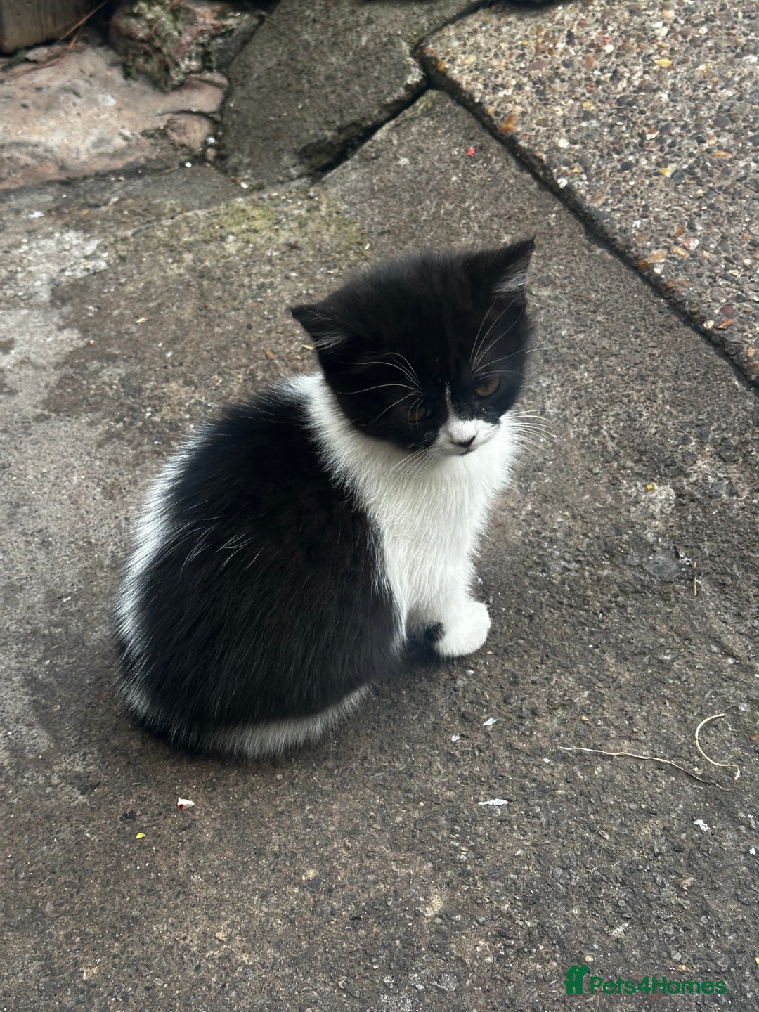 Mixed Breed cats for sale: 3 female kittens ready to go  - Image 6