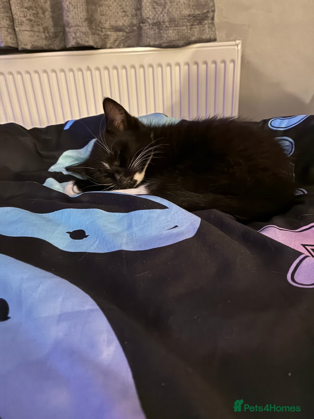 Mixed Breed cats for sale: 10 week old mixed breed  - Advert 2