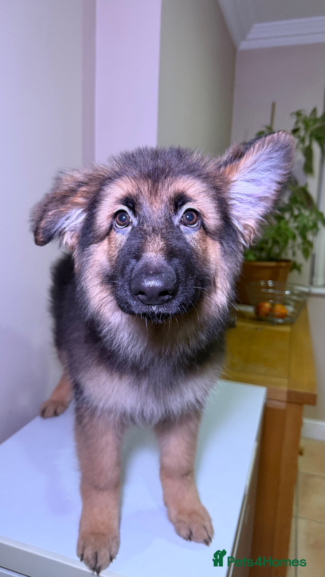 German Shepherd dogs for sale: *1 LEFT* RARE BLUE/BLACK KC REG GSD PUPS 💙 🐾 - Advert 11