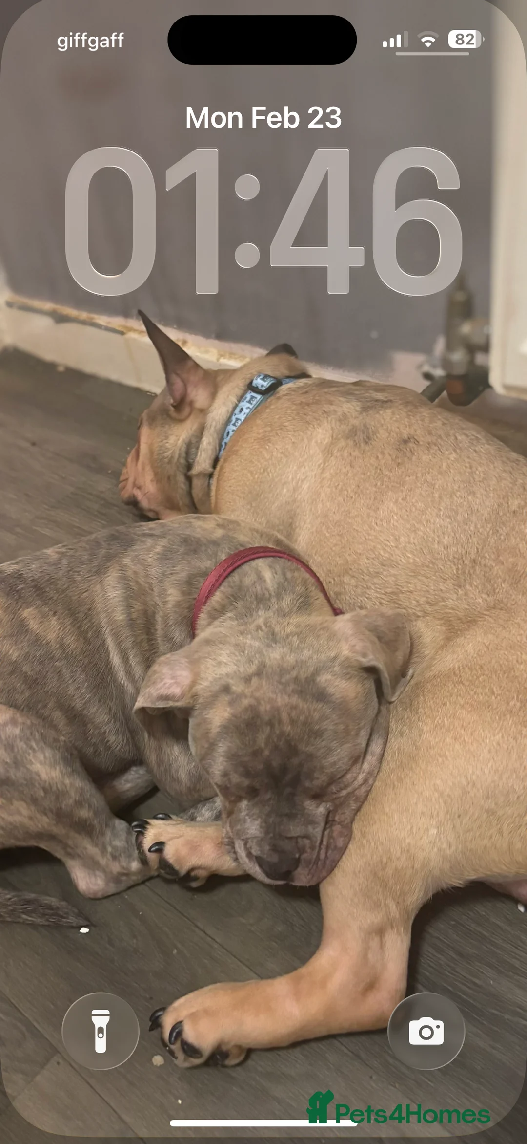 French Bulldog dogs for sale: French bulldog  in Huddersfield - Advert 2