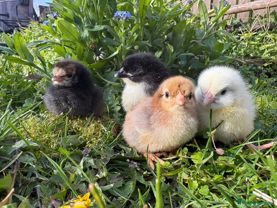Chickens poultry for sale: Chicks on heat for sale, 1 week old  - Advert 1