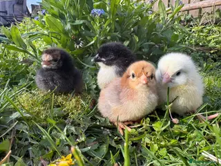 Chickens poultry Chicks for sale... day olds, £7 - Advert 17