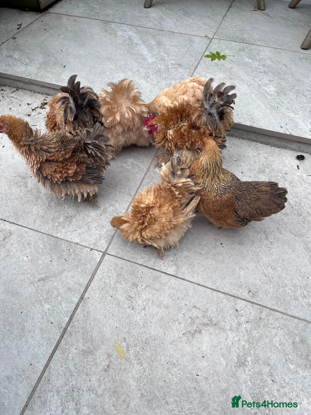 Chickens poultry for sale: 💕 Beautiful Frizzle and Smooth Pekins 💕 - Advert 1