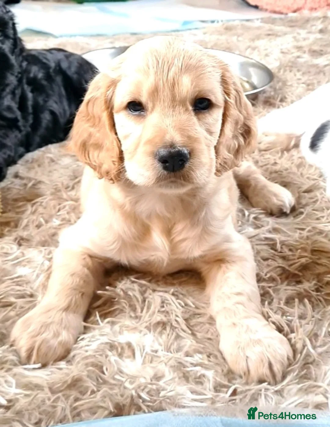 Cockapoo dogs for sale: Show cockerpoo  - Advert 3