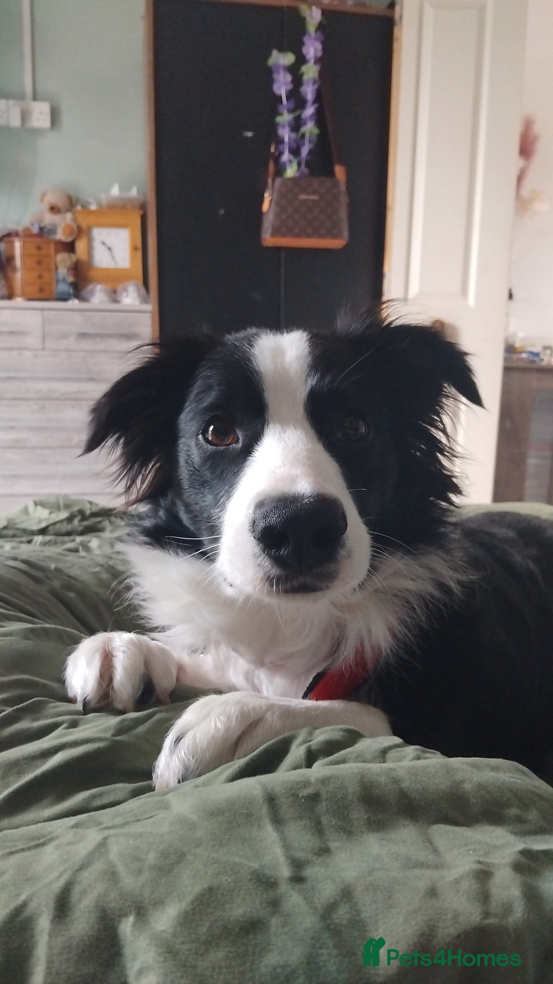 Border Collie dogs for sale: BaileyBoy - Advert 8