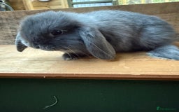 Mini Lop rabbits for sale: MINI LOP BUNNIES - pedigree  - Image 6