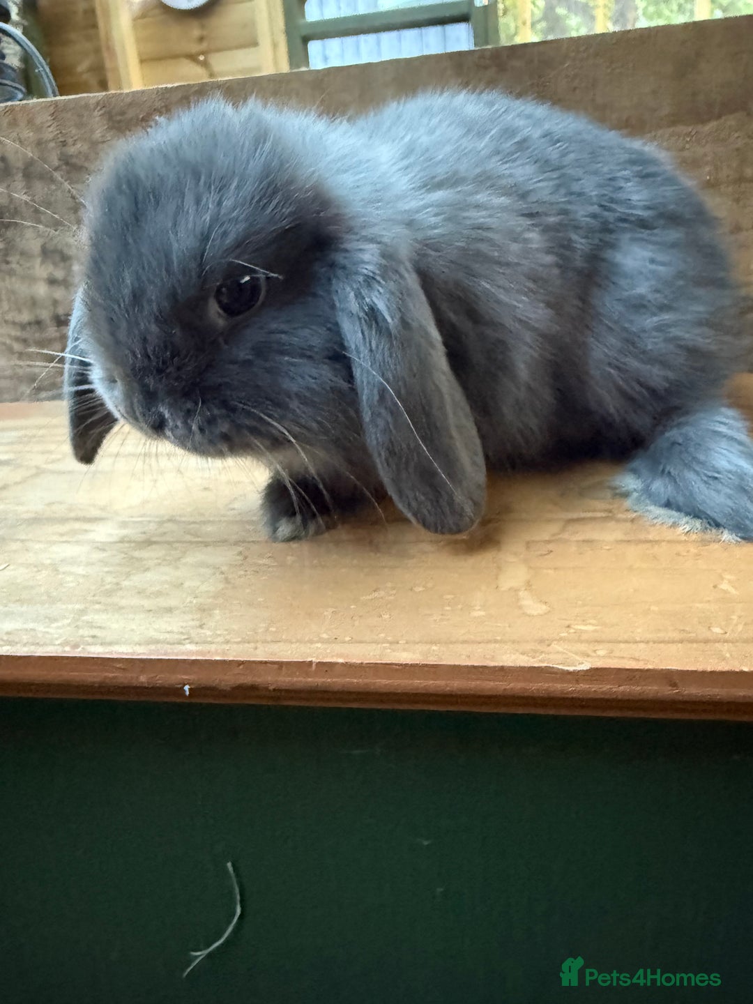 Mini Lop rabbits for sale: MINI LOP BUNNIES - pedigree  - Image 6
