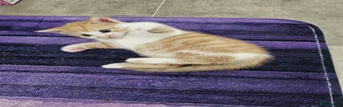Mixed Breed, Kitten 2