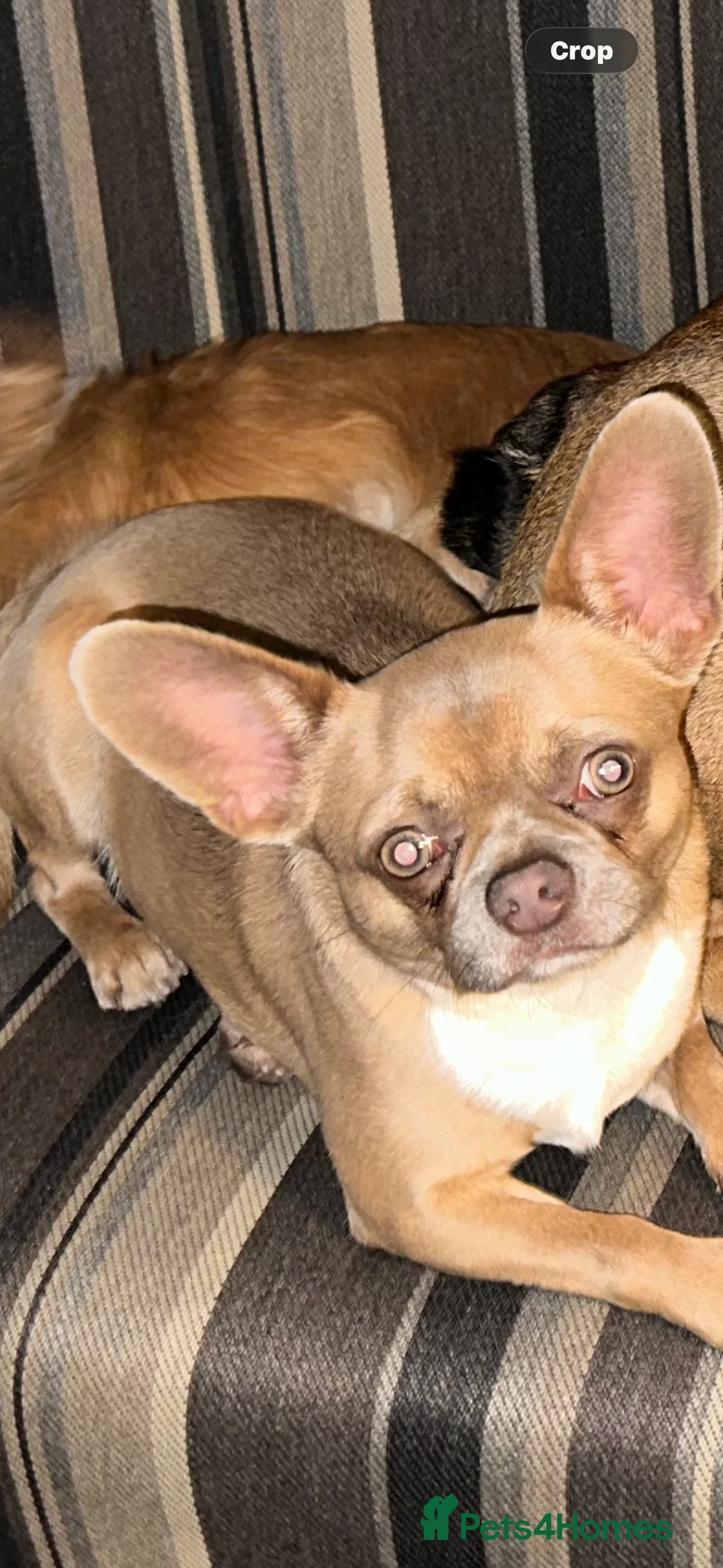 Mixed Breed dogs for sale: Bullahua in Newcastle upon Tyne - Advert 2