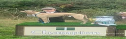 Lurcher dogs for sale: Lurcher pups  - Advert 7