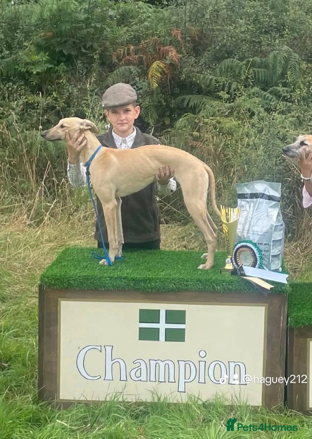 Lurcher dogs for sale: Lurcher pups  - Advert 7
