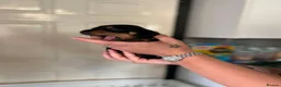 Miniature Dachshund dogs for sale: Beautiful litter of minature dachshund puppies - Advert 4