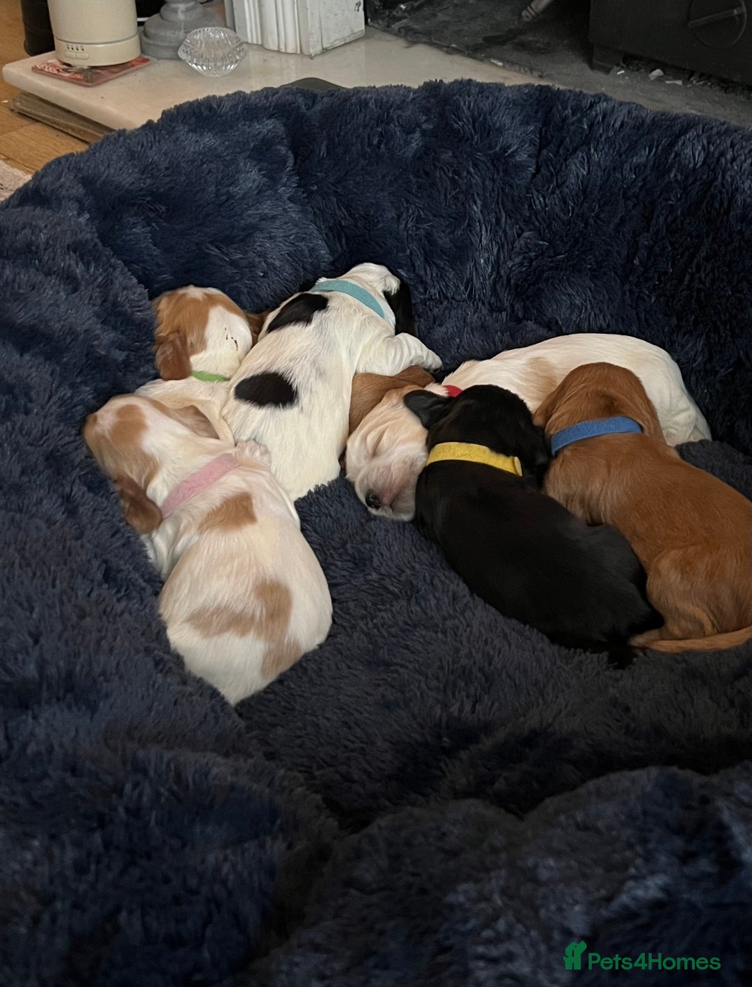 Cocker Spaniel dogs for sale: Show Cocker Spaniel Puppies - Advert 1