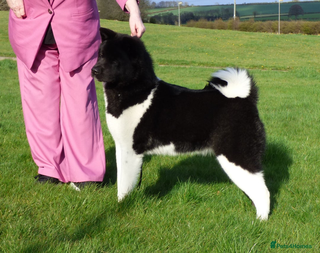 Akita dogs for sale: Quality Akita Babies (& KC Registered) - Image 7