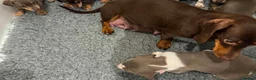 Miniature Dachshund dogs for sale: Lovely miniature dachshunds puppies for sale in Hastings - Advert 2