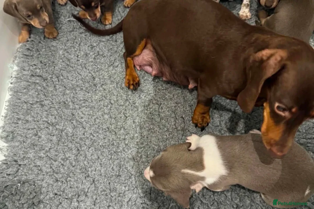 Miniature Dachshund dogs for sale: Lovely miniature dachshunds puppies for sale in Hastings - Advert 2