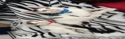 Mixed Breed cats for sale: White Black Kittens - Advert 18