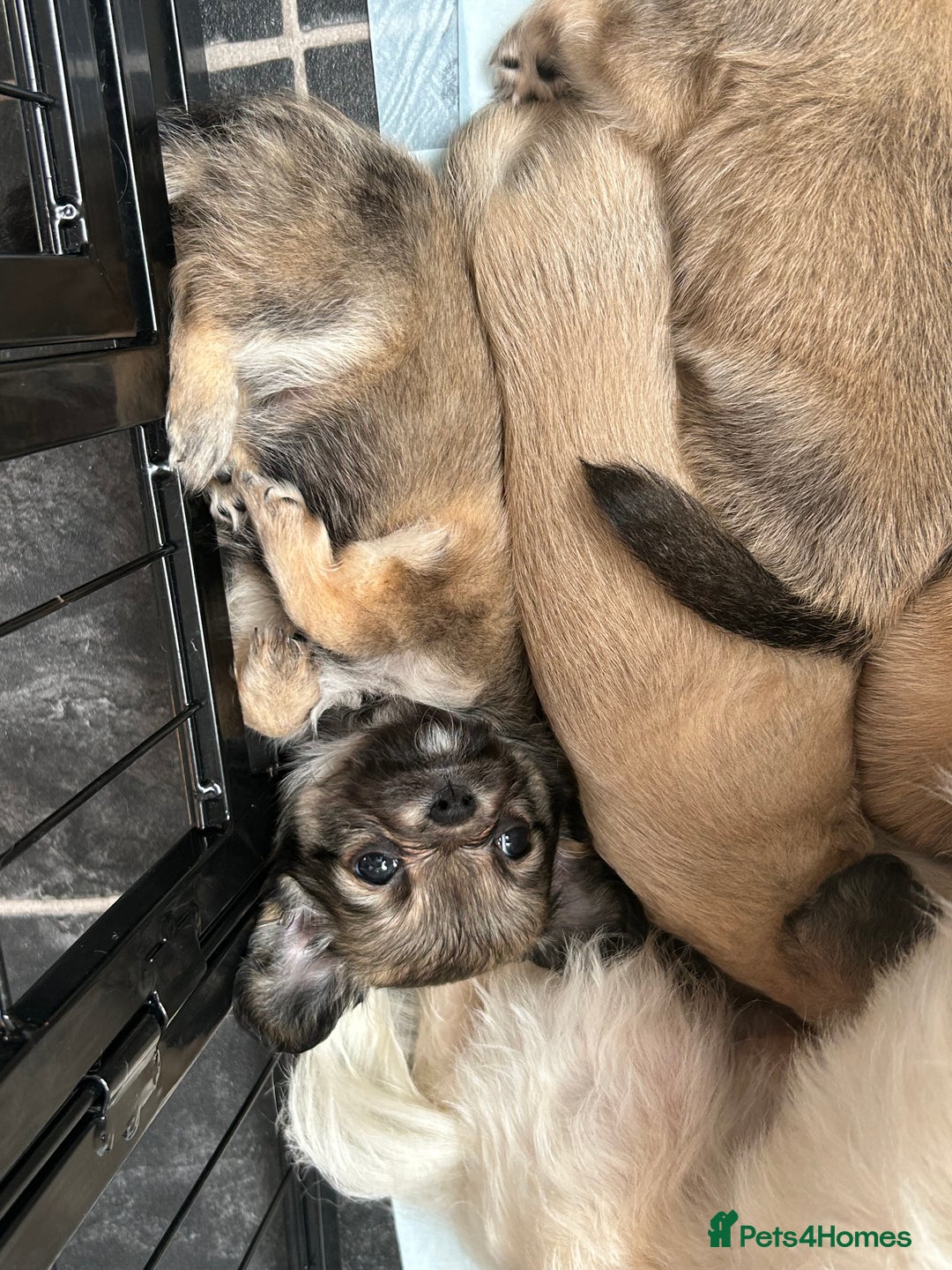 Chipoo dogs for sale: Chihuahua/poodle chipo girls - Image 8