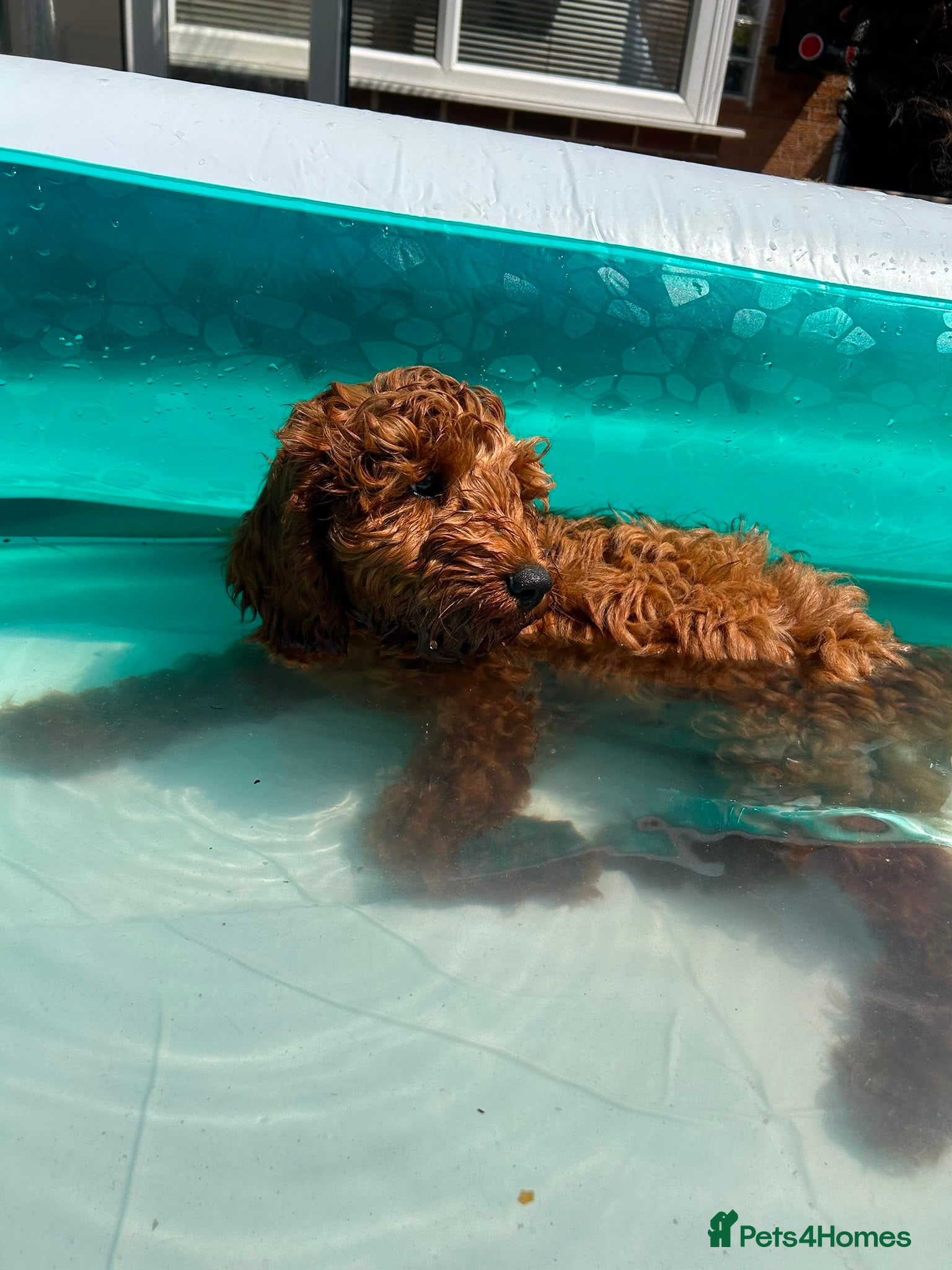 Cavapoo dogs Ready to leave, DNA HEALTH TESTED PARENTS. - Advert 1