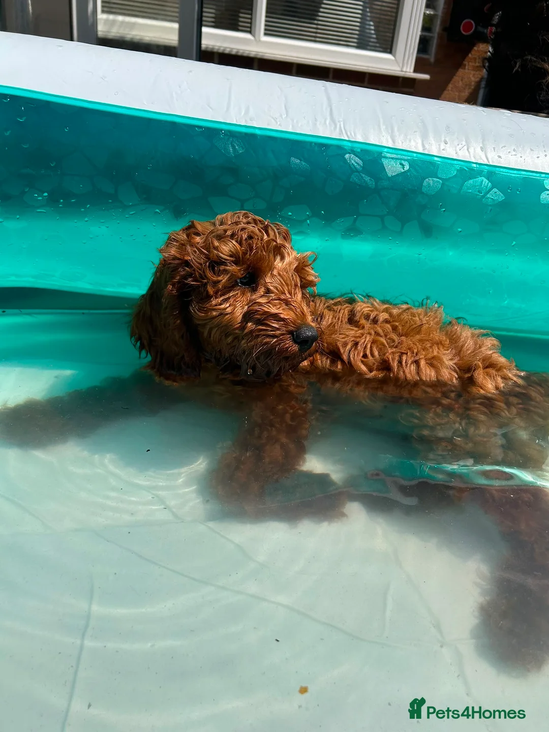 Cavapoo dogs for sale: Ready to leave, DNA HEALTH TESTED PARENTS. - Advert 1