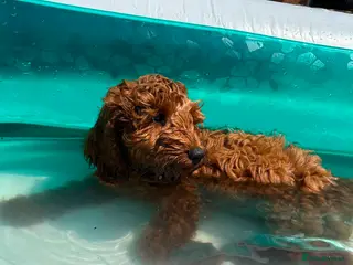 Cavapoo dogs Ready to leave, DNA HEALTH TESTED PARENTS. - Advert 1