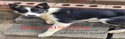 Border Collie dogs for sale: Border Collie Pups - Advert 14