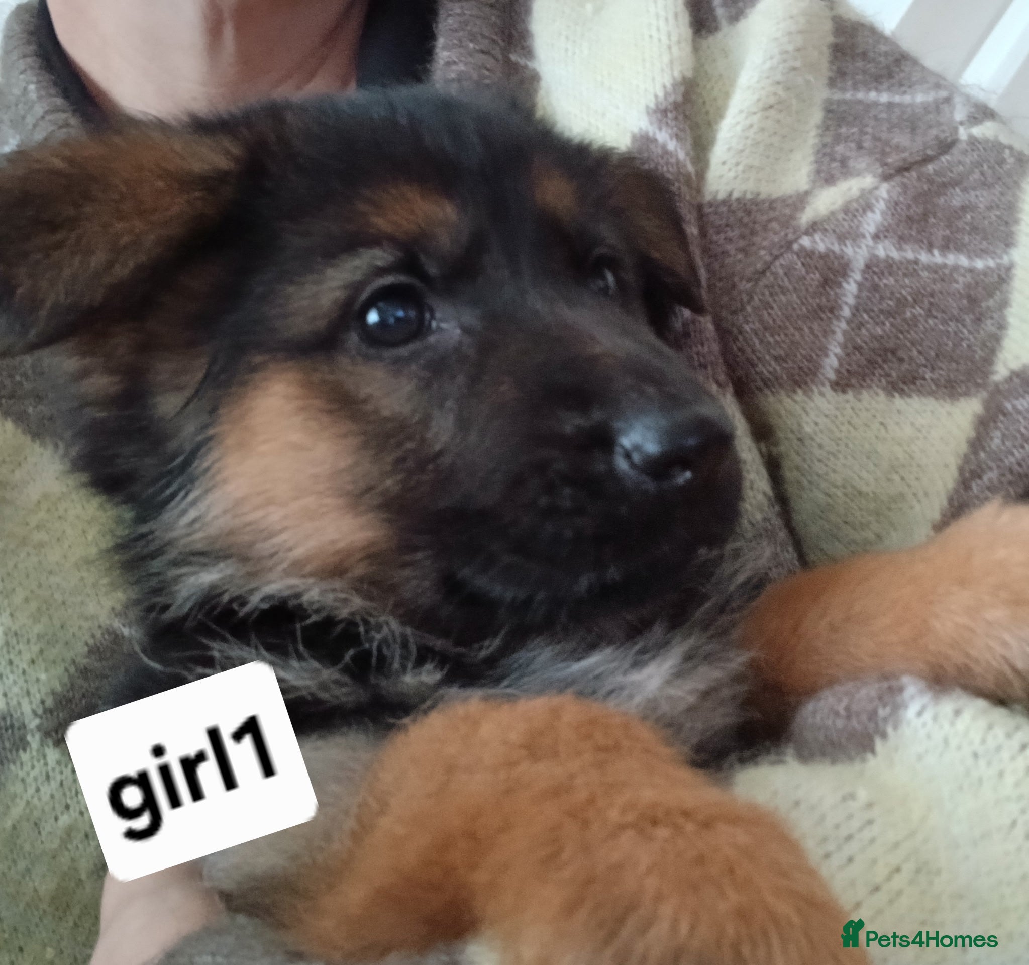 German Shepherd dogs German shepard pups - Advert 6