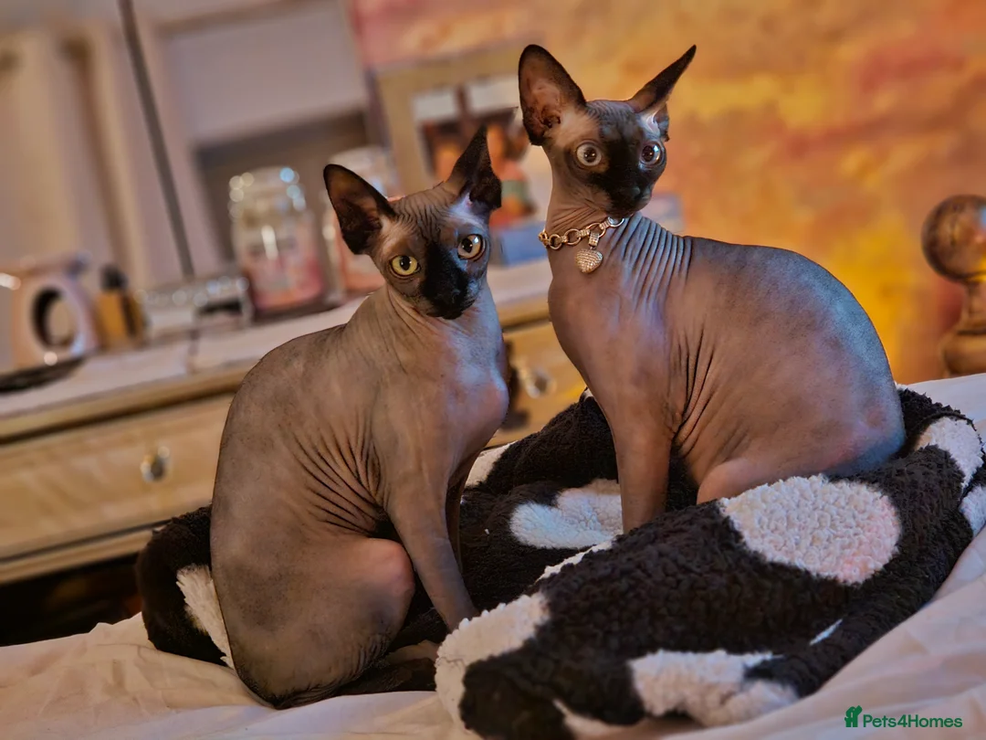 Sphynx cats for sale: Minnie moo - Advert 3