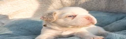 French Bulldog dogs for sale: RARE FLUFFY FRENCH BULLDOGS | 5KC REG | DNA CERT - Advert 20
