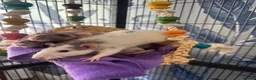 Rat rodents for sale: Five Exceptionally Friendly Dumbo rats  - Advert 6