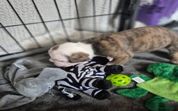 Olde English Bulldogge dogs for sale: STUNNING LITTER OF OLD ENGLISH BULLDOGS 😍  - Image 6