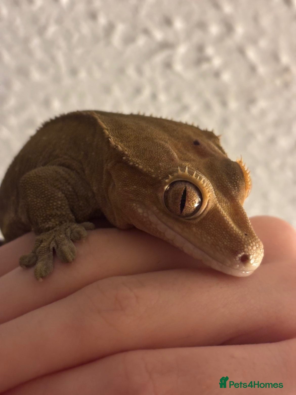 Gecko reptiles Female Crested Gecko with Full Set Up - Advert 6