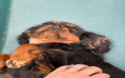 Cavalier King Charles Spaniel dogs for sale: KC reg 🍫parents/Eyes/heart&health certs - Image 16